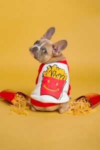 Dog dressed up in a French Fry costume.