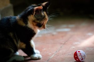 Cats love playing with toys.