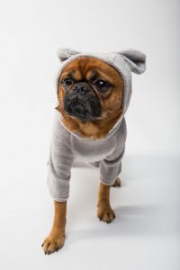 Dog playing dress-up.