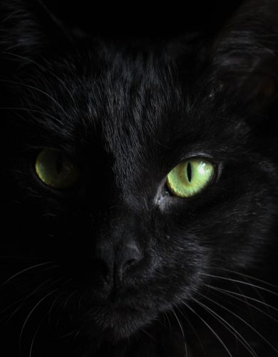 Are Black Cats Unlucky or a Sign of a Bad Omen?