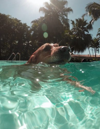Can your dog swim in a chlorine pool?