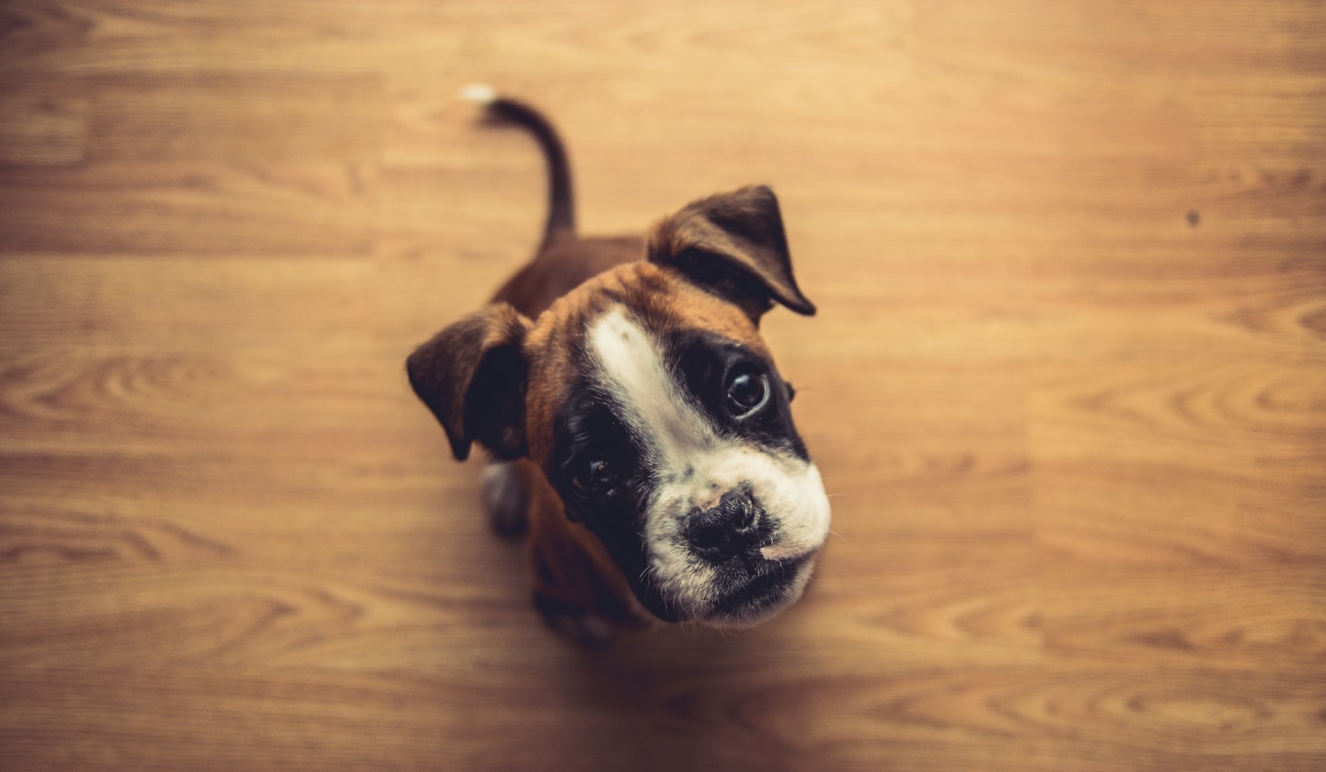 Simple Iindoor Routines to Keep your Dog Aactive During he Coronavirus Lockdown