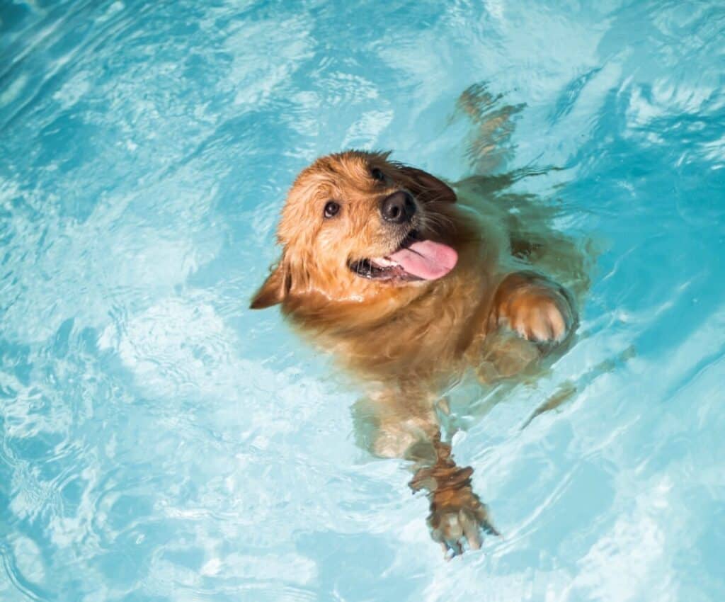Can dogs swim in swimming pools