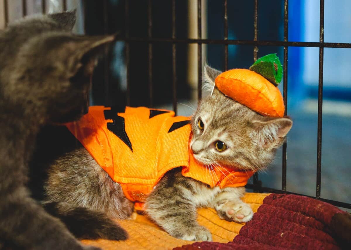 Pumpkin Kitten Costume